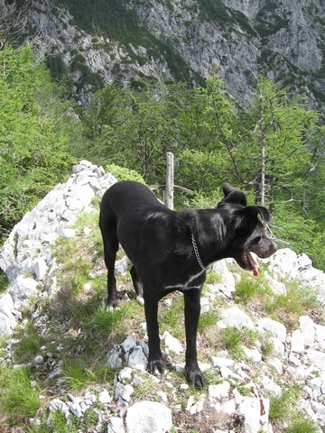 Špegarca iz Bele - levo od bolnice, levo od g - foto
