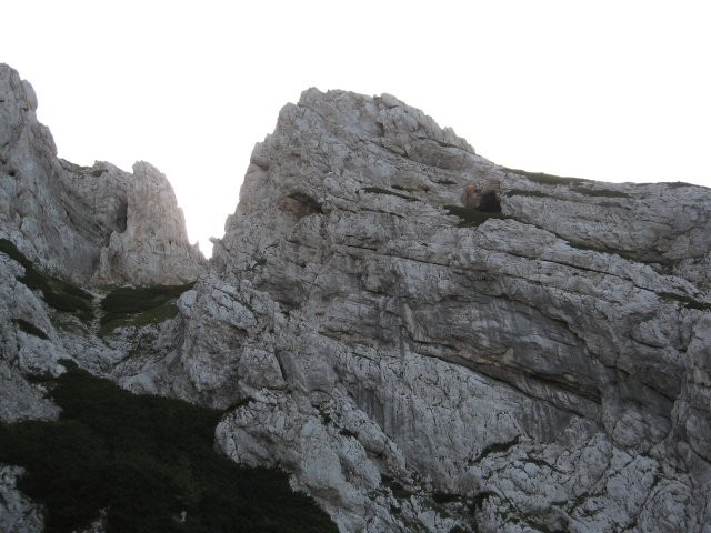 Votline v grebenu