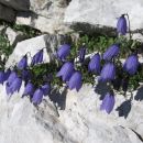 zvončnica (trebušasta?)