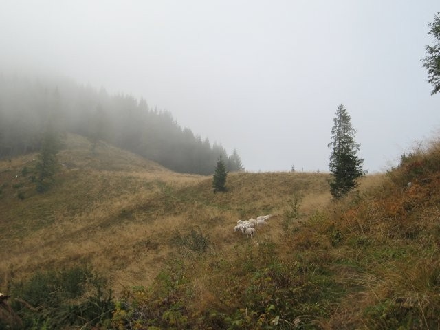 Ovčke na megleni planini