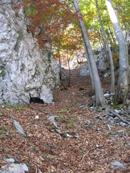 skozi strm žleb, še malo navzgor in spust desno proti Zabrložnici