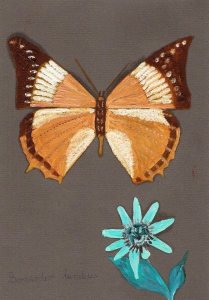 Slike-metulji - foto povečava