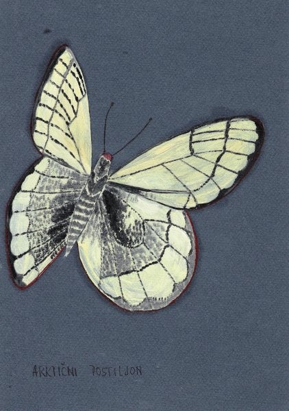 Slike-metulji - foto