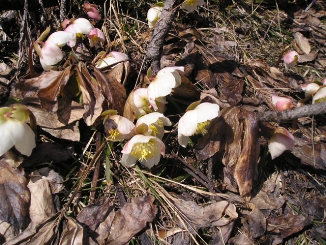 Velika Planina (april 2005) - foto