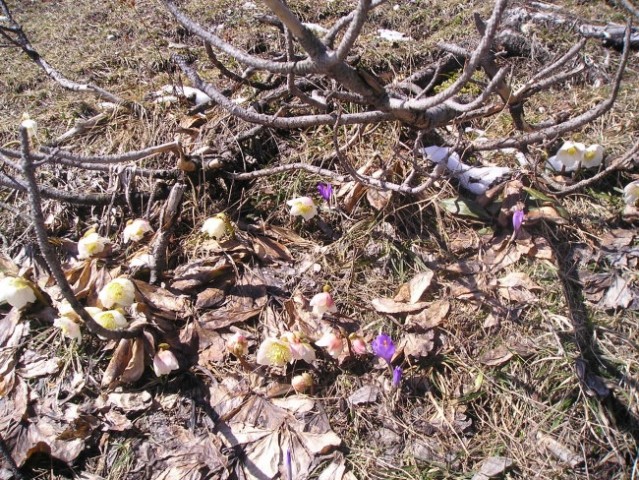 Velika Planina (april 2005) - foto