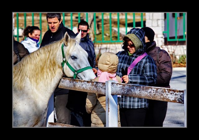 Zimski dan odprtih vrat v Lipici - foto