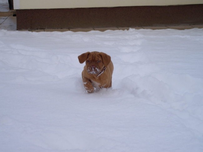 Pacco, 2 meseca - foto povečava