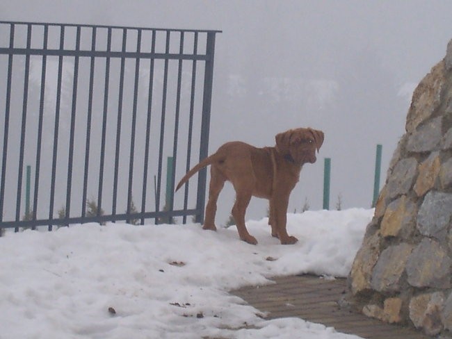 Pacco, 3 mesece - foto povečava