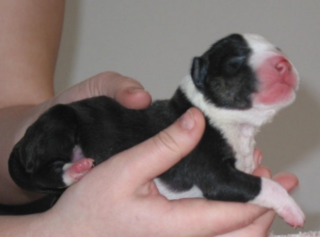 Black/brindle boy