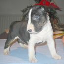 Bully Zone Barking Shadow
(Girl - 5 weeks)