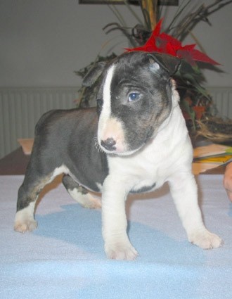 Bully Zone Barking Shadow
(Girl - 5 weeks)