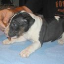 Bully Zone Black Bat
(Girl - 5 weeks)