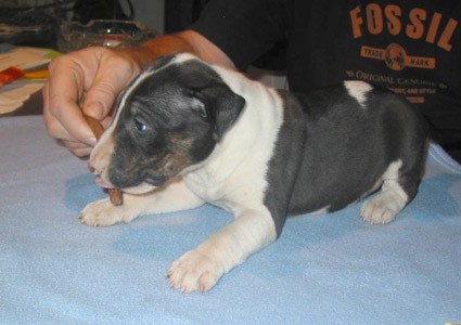 Bully Zone Black Bat
(Girl - 5 weeks)