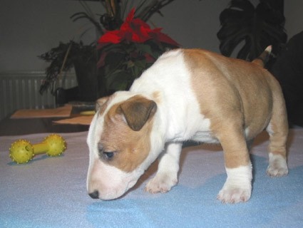 Bully Zone Blooming Star Cindy
(Girl - 5 weeks)