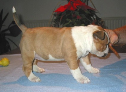 Bully Zone Blooming Star Cindy
(Girl - 5 weeks)