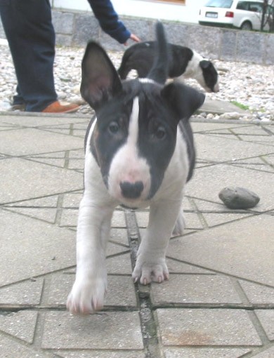 Bully Zone Barking Shadow 
8 weeks