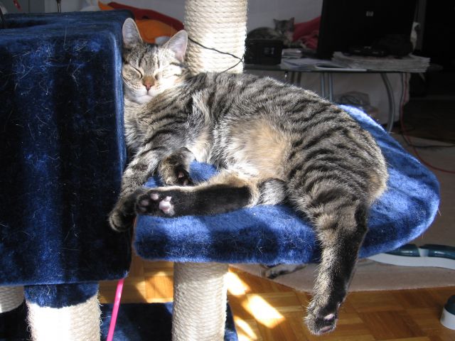 Willy max in mara feb 2011 - foto