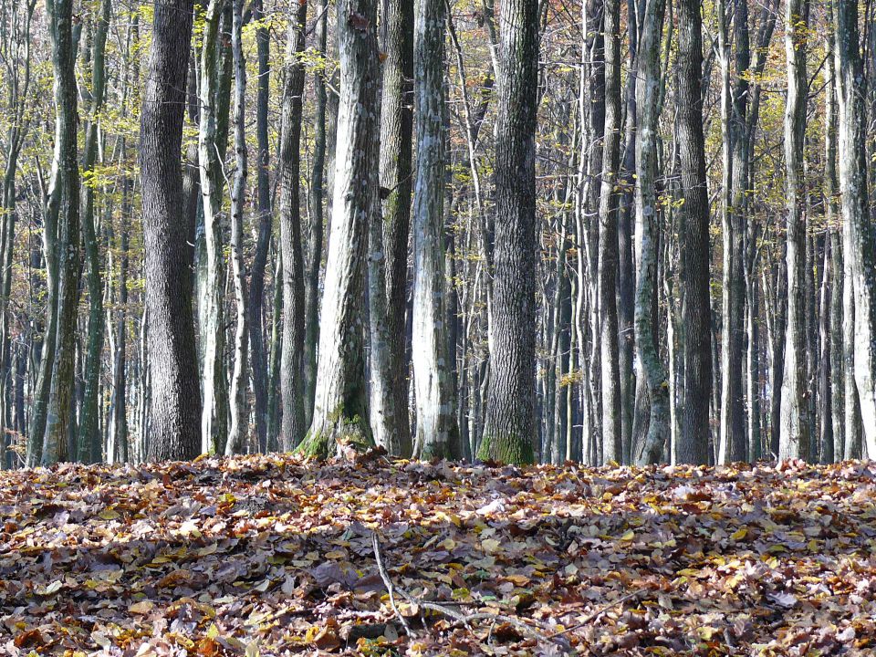 Drevo - foto povečava