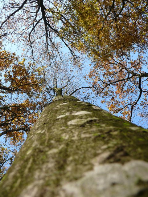 Drevo - foto