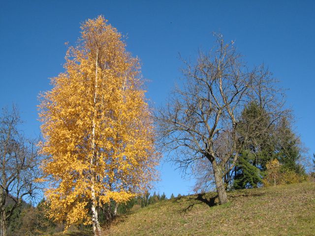 Doma je lepo - foto