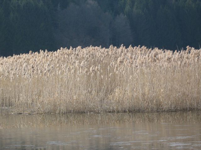 Cerkniško jezero in Rakov škocjan 02/2008 - foto