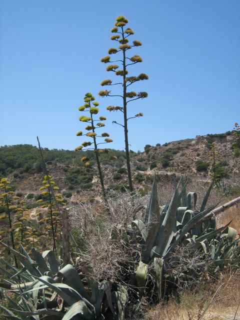 Grčija kos 07/2008 - foto