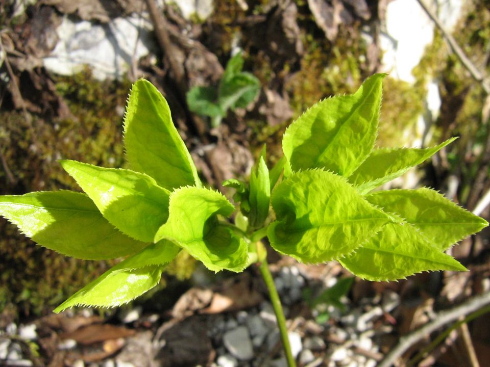 Rakov škocjan 04/2008 - foto povečava