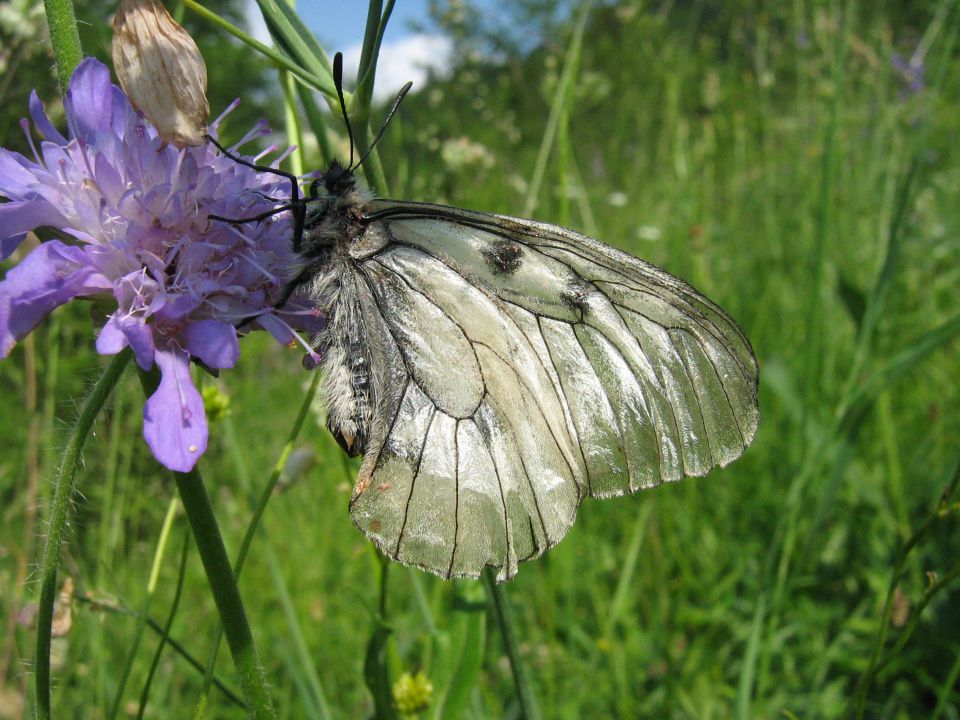 Makro - metulji - foto povečava