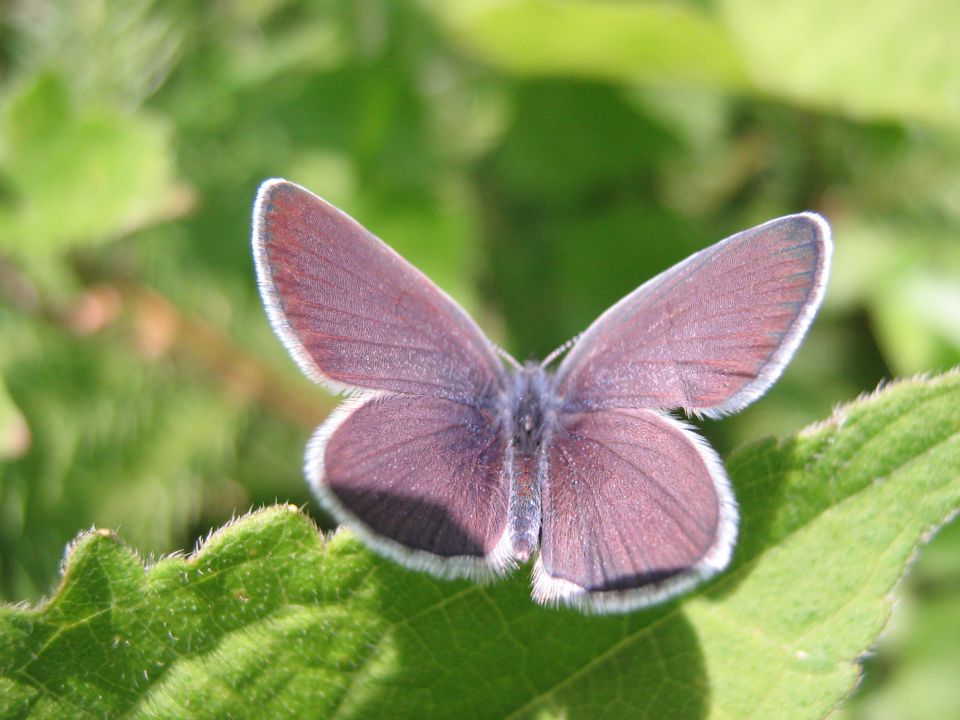 Makro - metulji - foto povečava