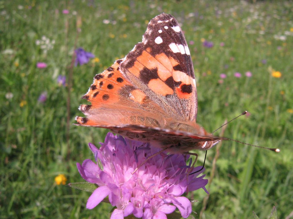 Makro - metulji - foto povečava