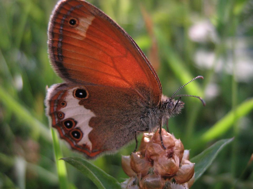 Makro - metulji - foto povečava
