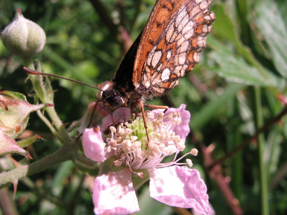 Makro - metulji - foto povečava