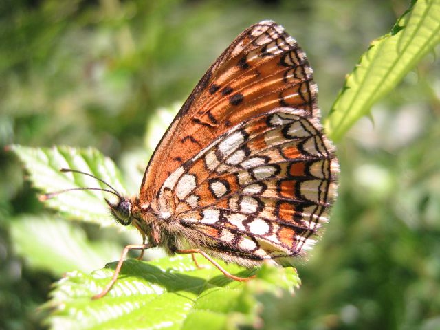 Makro - metulji - foto