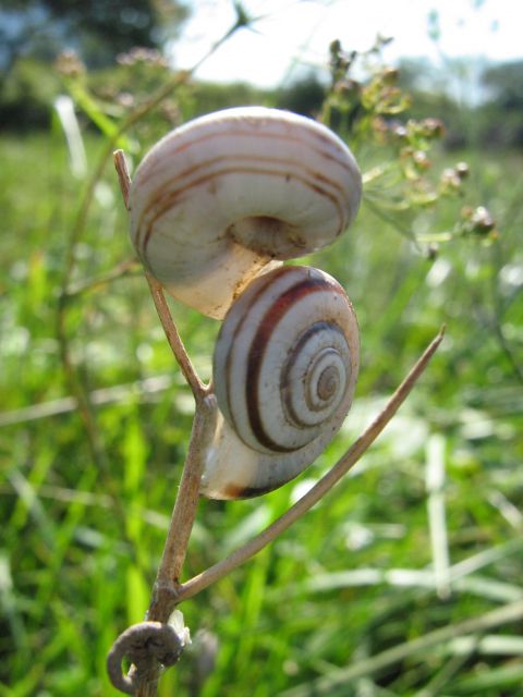 Makro - živalce - foto