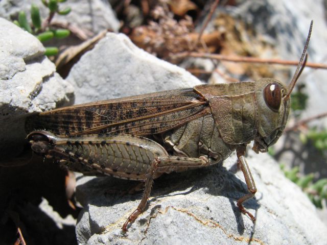 Makro - živalce - foto