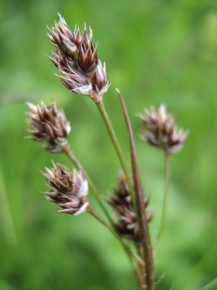 Makro - rastline - foto povečava