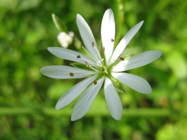 Makro - rastline - foto