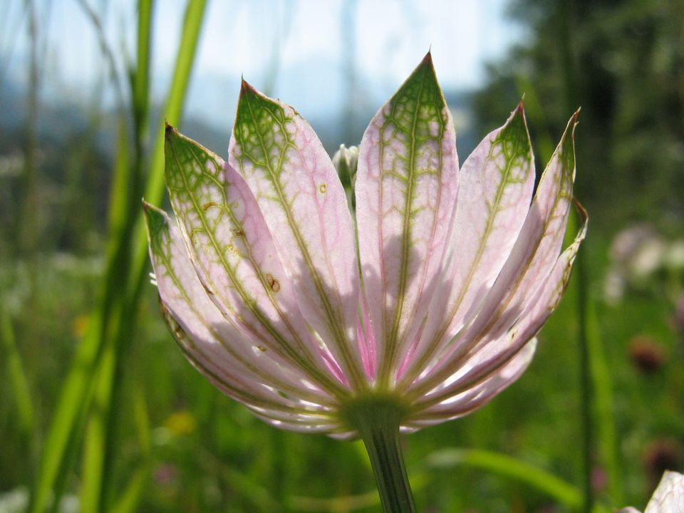 Makro - rastline - foto povečava