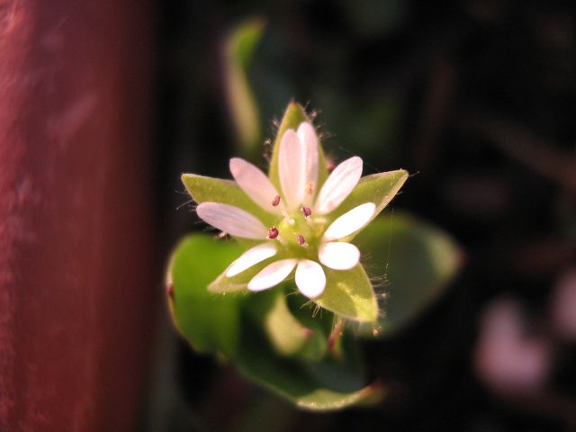 Makro - rastline - foto