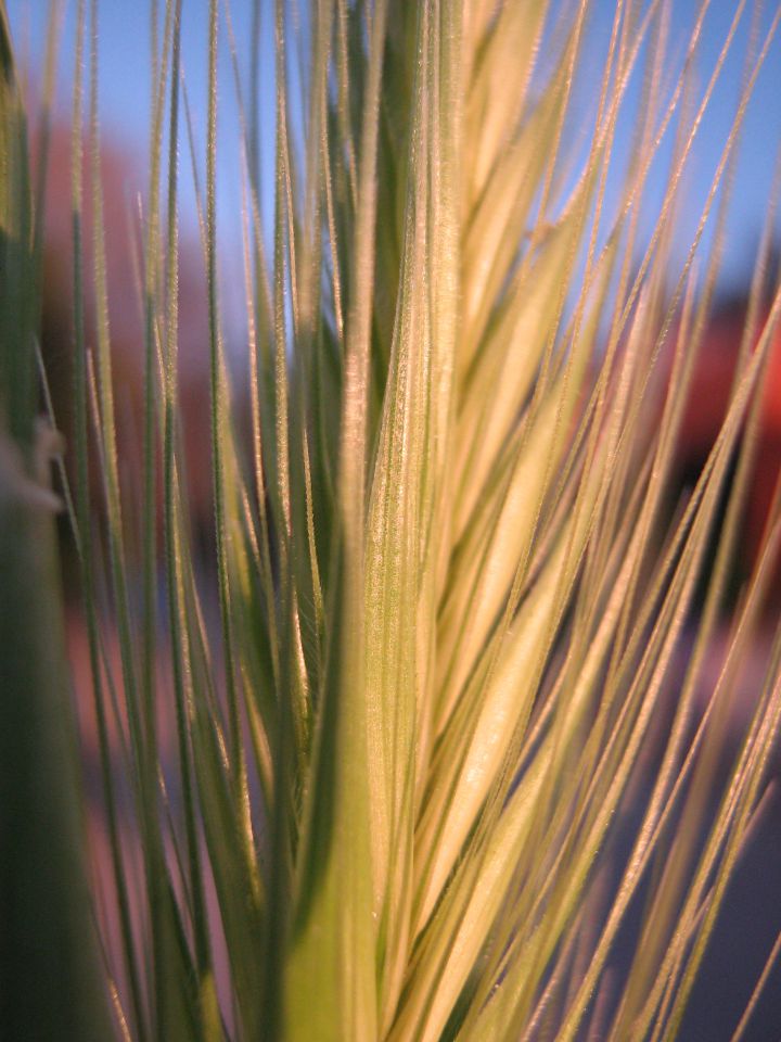 Makro - rastline - foto povečava