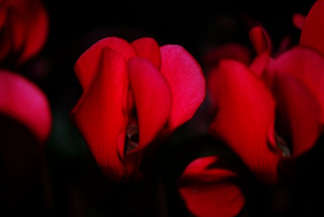 Moje fotografije - foto