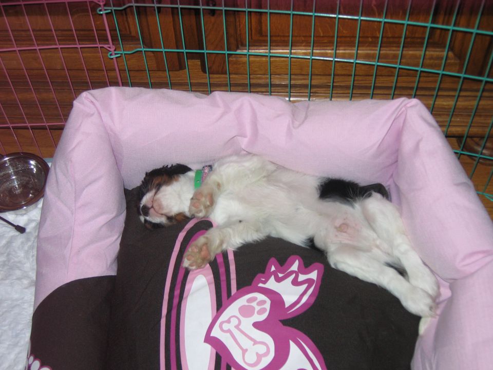 Jaro - foto povečava