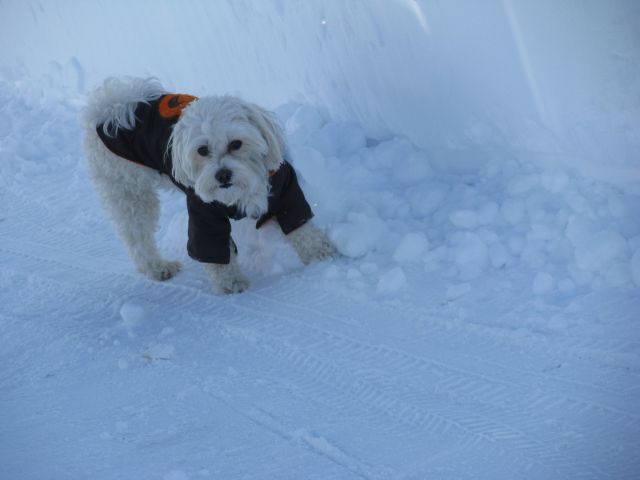 JAHORINA 2012 - foto