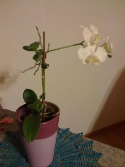 Orhideja, ki je pri meni  naredila novo rastlino, ki zdaj cveti