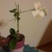 orhideja, ki je pri meni  naredila novo rastlino, ki zdaj cveti