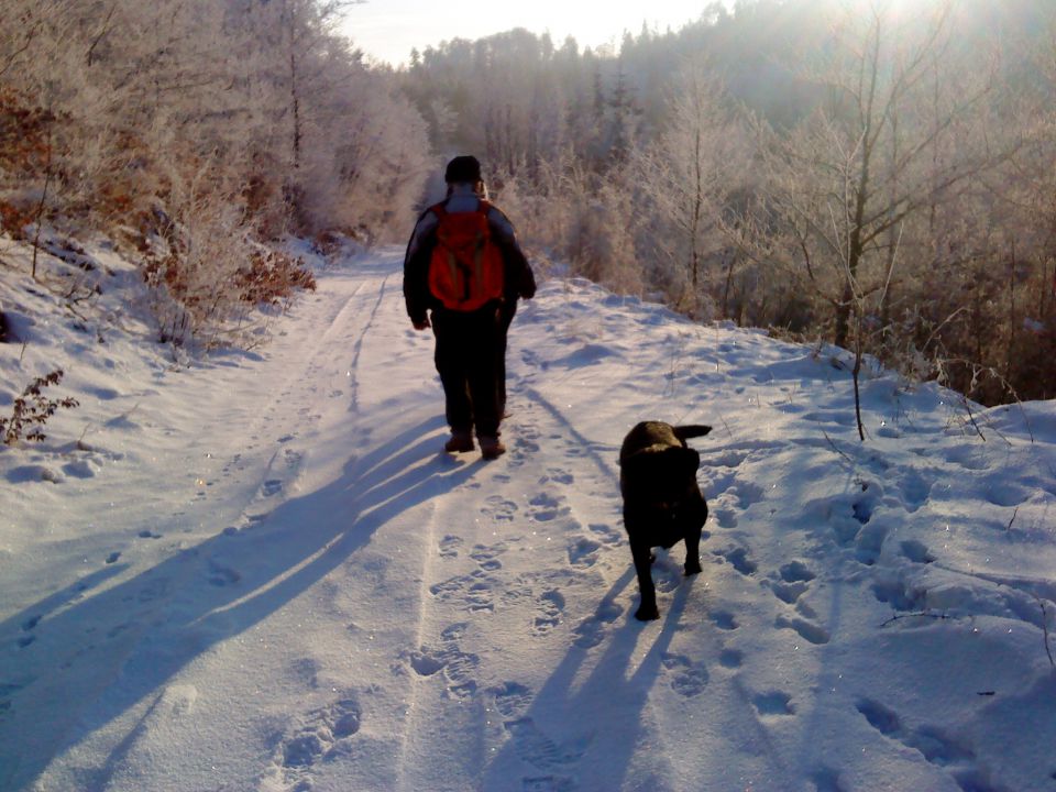 Ron - Labradorec - foto povečava