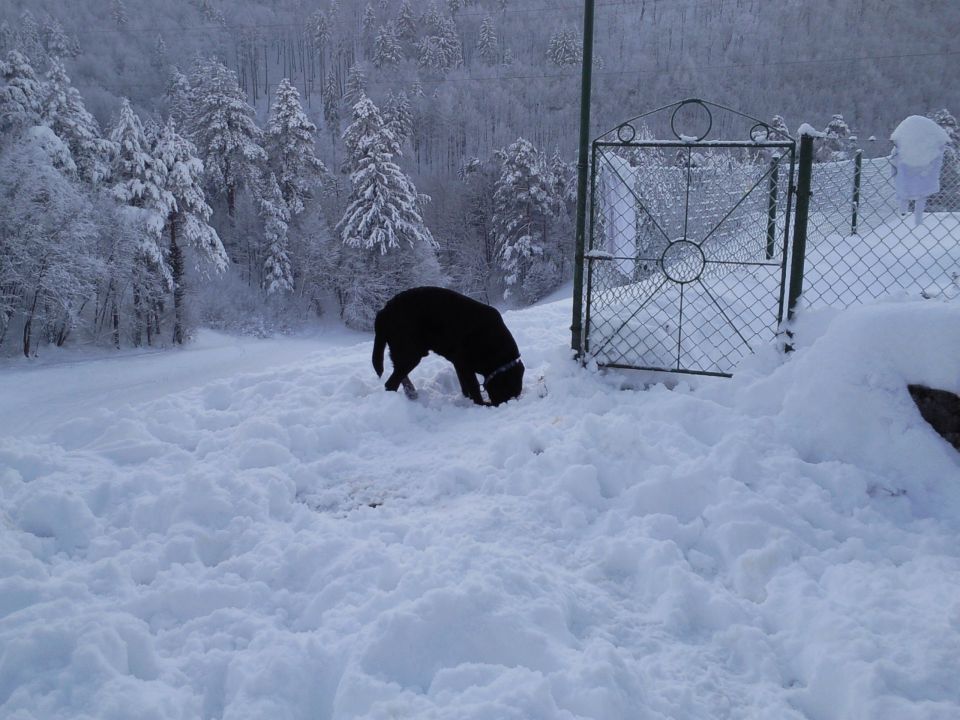 Ron - Labradorec - foto povečava