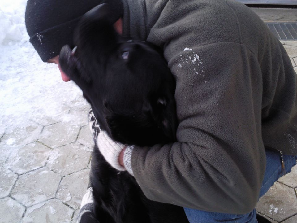 Ron - Labradorec - foto povečava