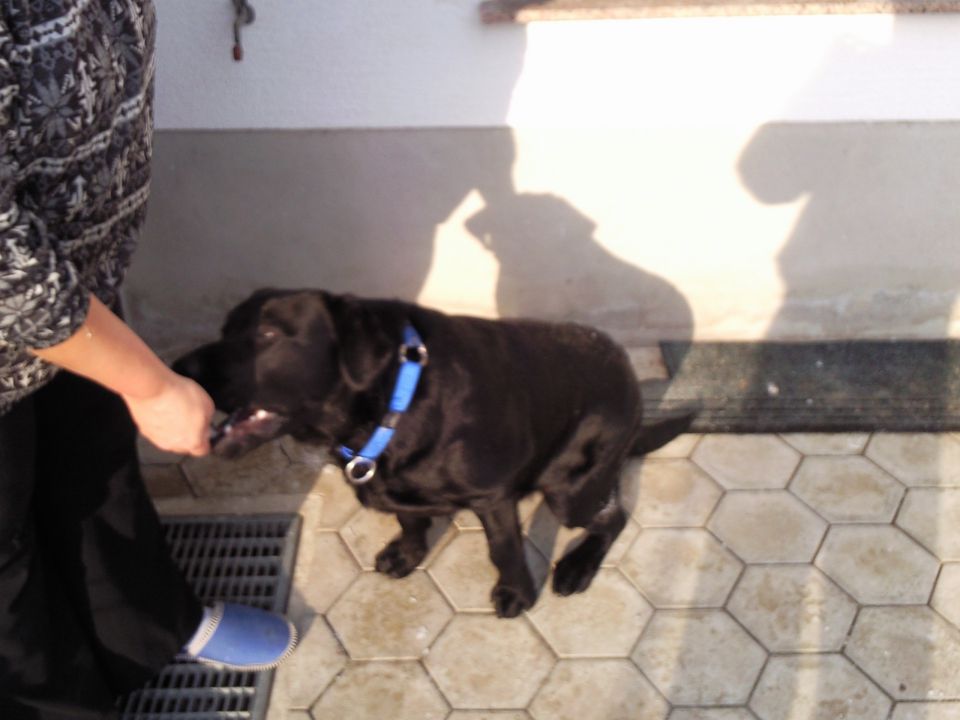 Ron - Labradorec - foto povečava