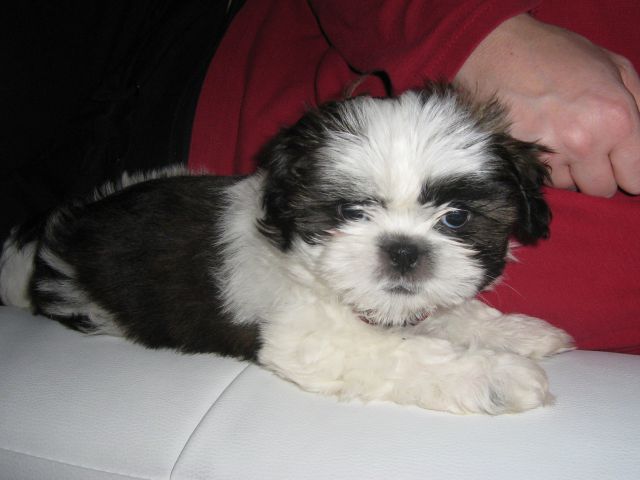 Lola (februar 2010) - foto